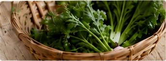 かごに盛られた採れたての葉野菜